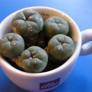 ffef499b-7e15-4cb2-8ac1-1c796141aea3.jpg Mescalin or Peyote