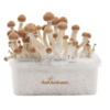 fresh-mushrooom-growing-kit-Mckennai.png MCKENNAII MAGIC MUSHROOM GROW KIT