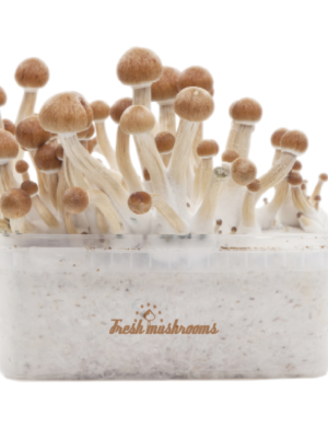 fresh-mushrooom-growing-kit-Mckennai.png MCKENNAII MAGIC MUSHROOM GROW KIT