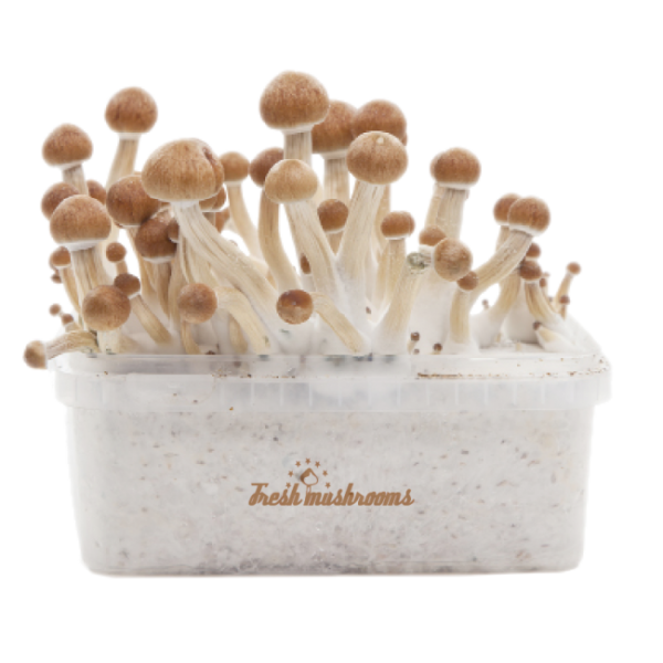 fresh-mushrooom-growing-kit-Mckennai.png MCKENNAII MAGIC MUSHROOM GROW KIT