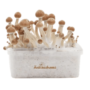 freshmushrooms_amazoniaxp-1.png-3.png McKennaii Fresh Mushrooms grow kit