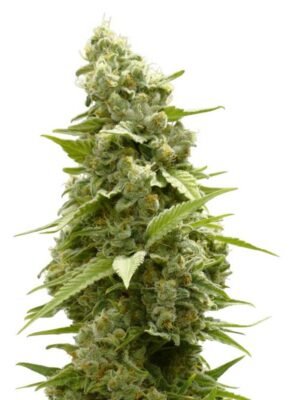girl-scout-cookies-feminized-1.jpg Girl Scout Cookies Feminized