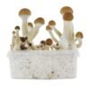 golden-teacher-magic-mushroom-growing-kit1.jpg GOLDEN TEACHER MAGIC MUSHROOMS GROW KIT
