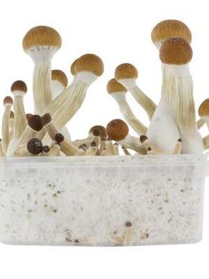 golden-teacher-magic-mushroom-growing-kit1.jpg GOLDEN TEACHER MAGIC MUSHROOMS GROW KIT