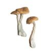 images-2-1.jpg Tasmanian Mushrooms