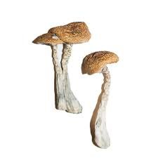 images-2-1.jpg Tasmanian Mushrooms