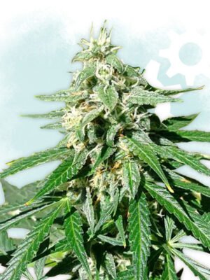 jack-herer-autoflowering.jpg Jack Herer Autoflowering