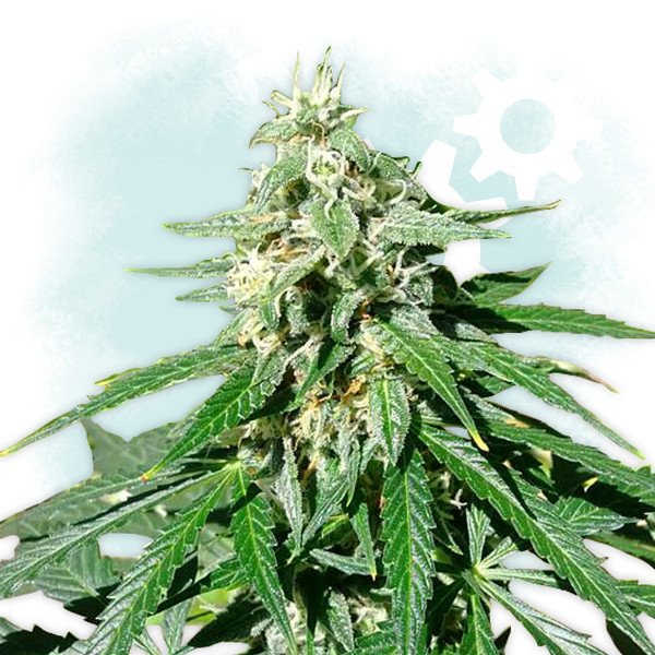 jack-herer-autoflowering.jpg Jack Herer Autoflowering