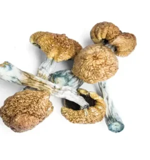 laughing-gym-mushroom.webp Laughing Gym Mushrooms