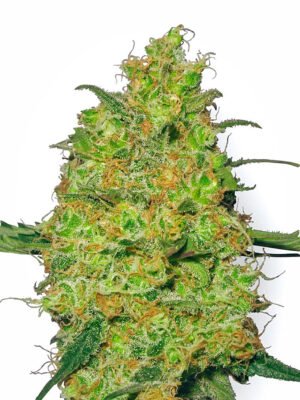 master-kush-xl.jpg Master Kush Feminized