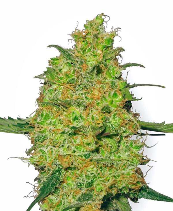 master-kush-xl.jpg Master Kush Feminized