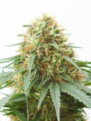 northern-light-autoflowering.jpg Northern Light Autoflowering