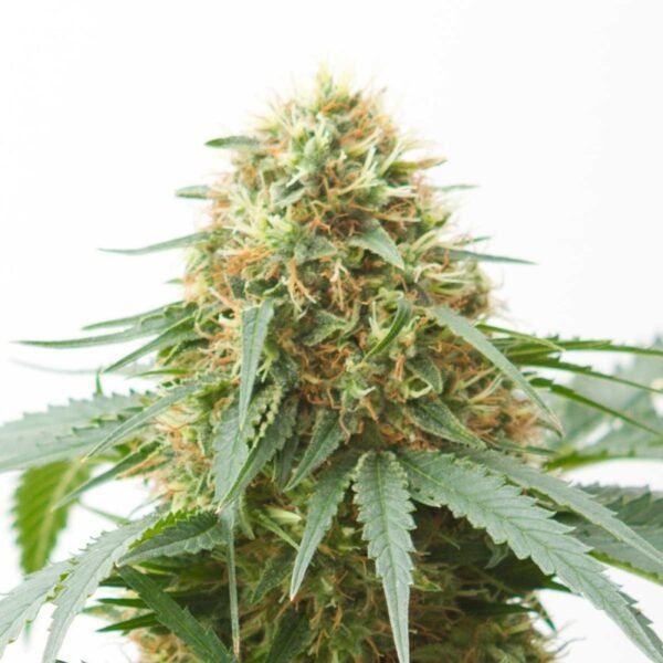 northern-light-autoflowering.jpg Northern Light Autoflowering