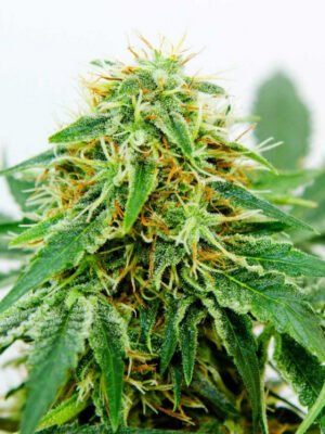 northern-light-x-shiva-10-samen-2.jpg Northern Light x Shiva Feminized