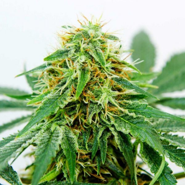 northern-light-x-shiva-10-samen-2.jpg Northern Light x Shiva Feminized