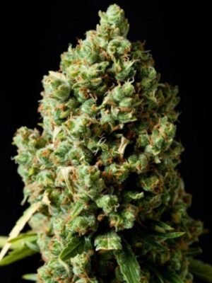 pineapple-express-autoflowering.jpg Pineapple Express autoflowering