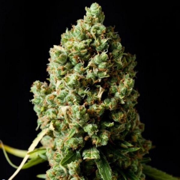 pineapple-express-autoflowering.jpg Pineapple Express autoflowering