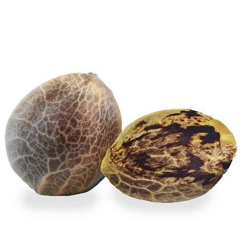 sids.jpg Durban Poison Feminized Seeds