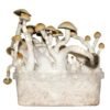 silocybe-Cubensis-Thai-Magic-Mushroom-Grow-Kit.jpeg THAI MAGIC MUSHROOM GROW KIT