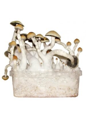 silocybe-Cubensis-Thai-Magic-Mushroom-Grow-Kit.jpeg THAI MAGIC MUSHROOM GROW KIT
