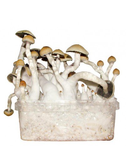 silocybe-Cubensis-Thai-Magic-Mushroom-Grow-Kit.jpeg THAI MAGIC MUSHROOM GROW KIT