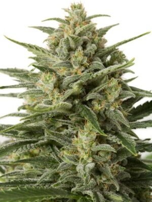 white-widow-xxl-autoflowering-1.jpg White Widow Feminized