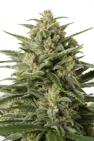white-widow-xxl-autoflowering.jpg White Widow Autoflowering
