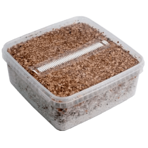 xl_growkit_1_1_1_1_3_2.png.png Mondo® Grow Kit Golden Teacher XL