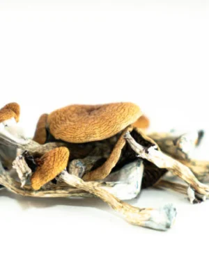 z-strain_grande.webp Z-Strain Mushrooms